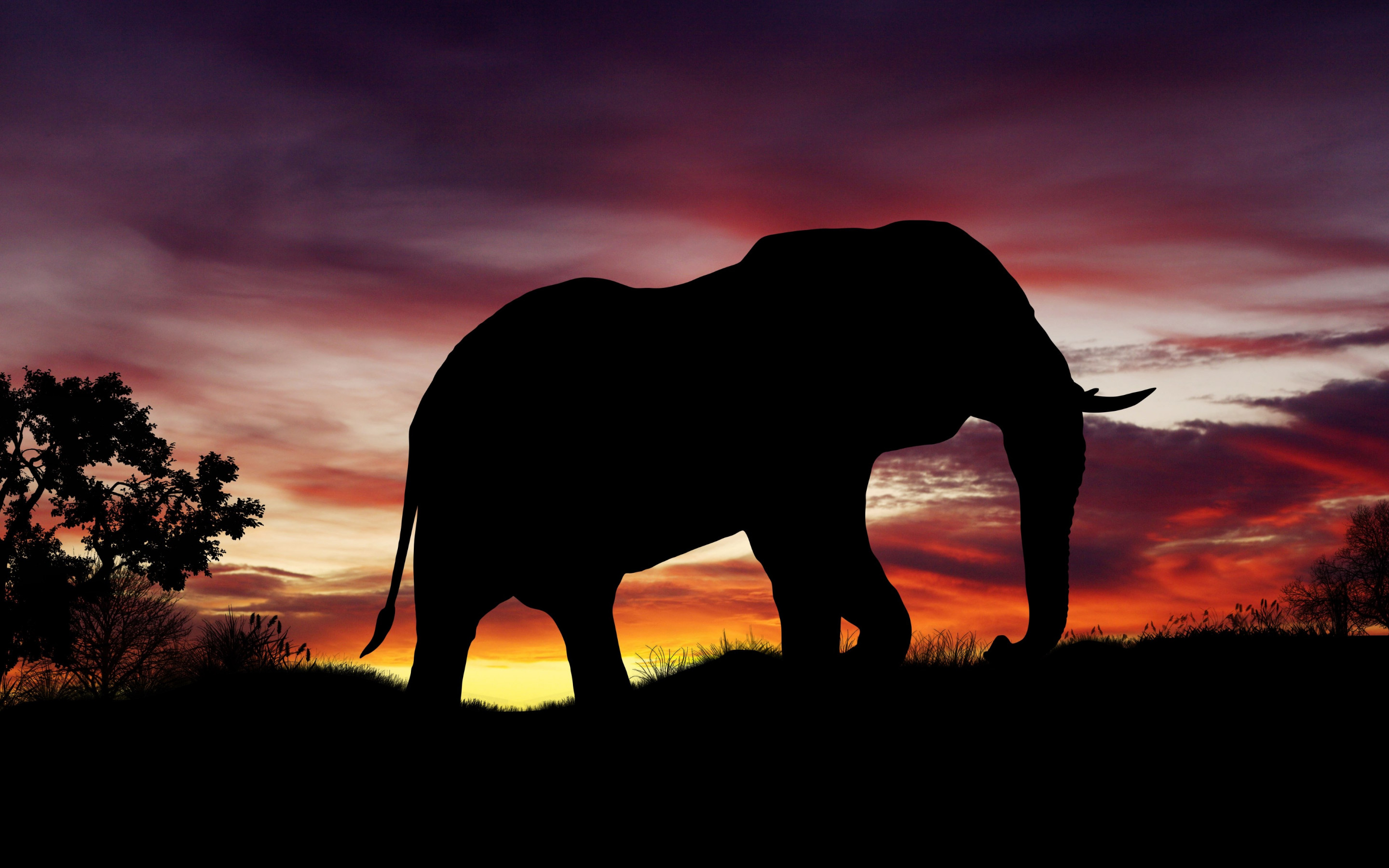 Elephant silhouette wallpaper 2880x1800