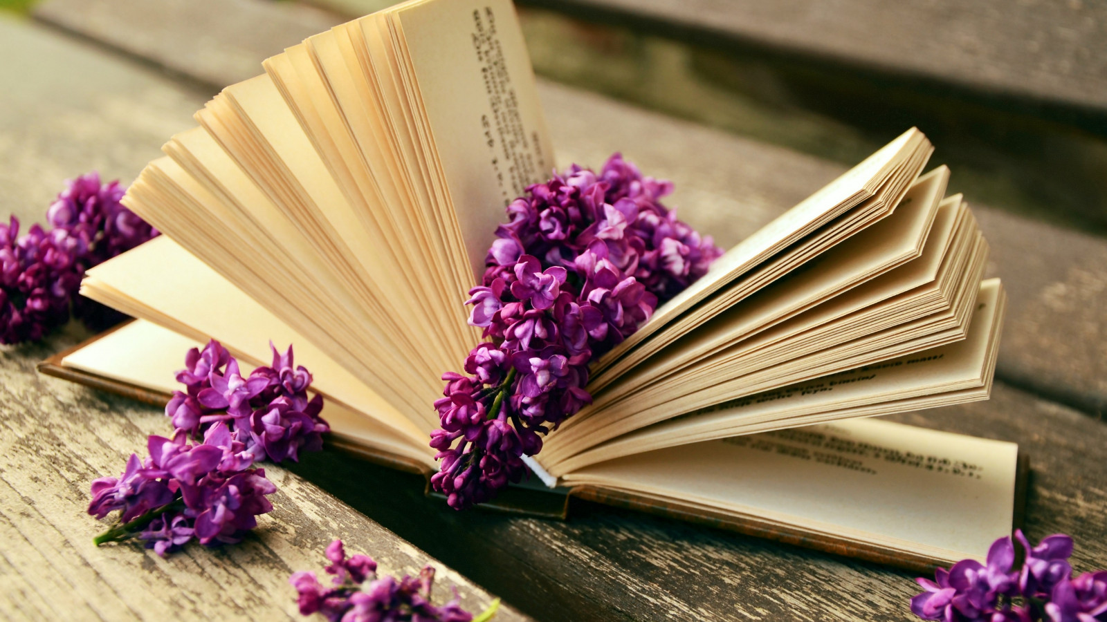 Lilac flowers and a good book wallpaper 1600x900