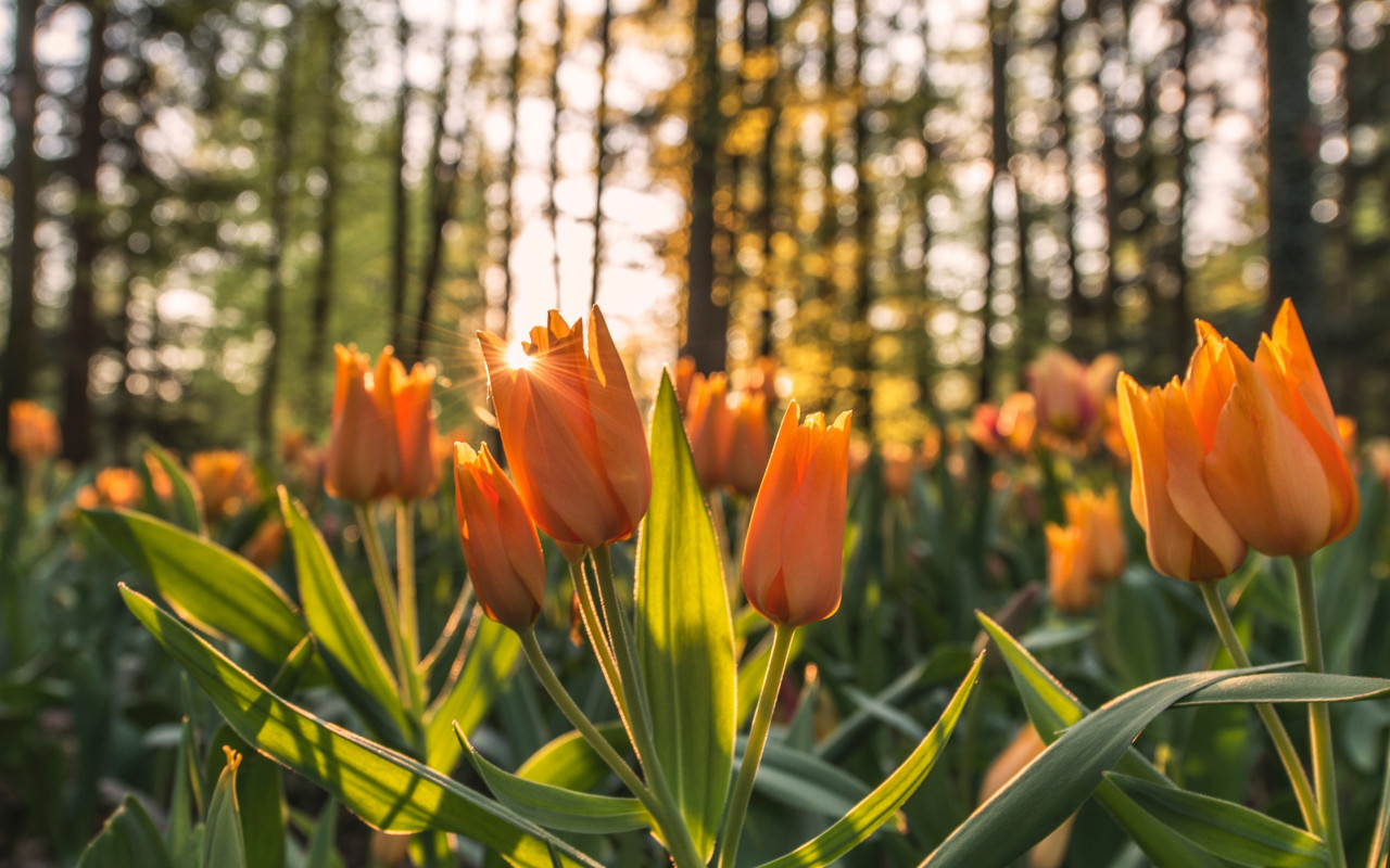 Orange tulips in sunrise wallpaper 1280x800