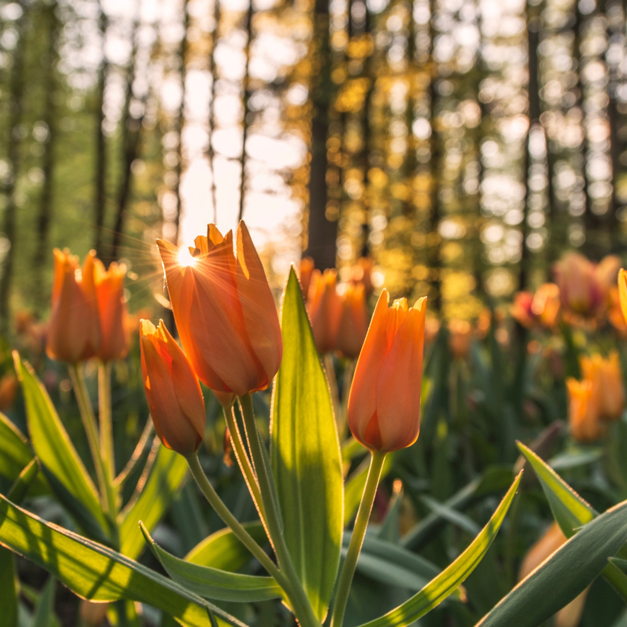 Orange tulips in sunrise wallpaper 2048x2048