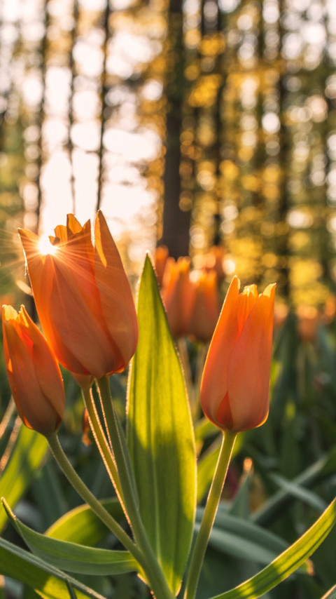 Orange tulips in sunrise wallpaper 480x854