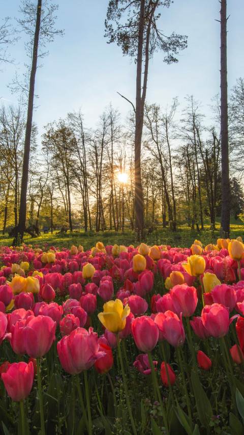 Sun rays through field of tulips wallpaper 480x854