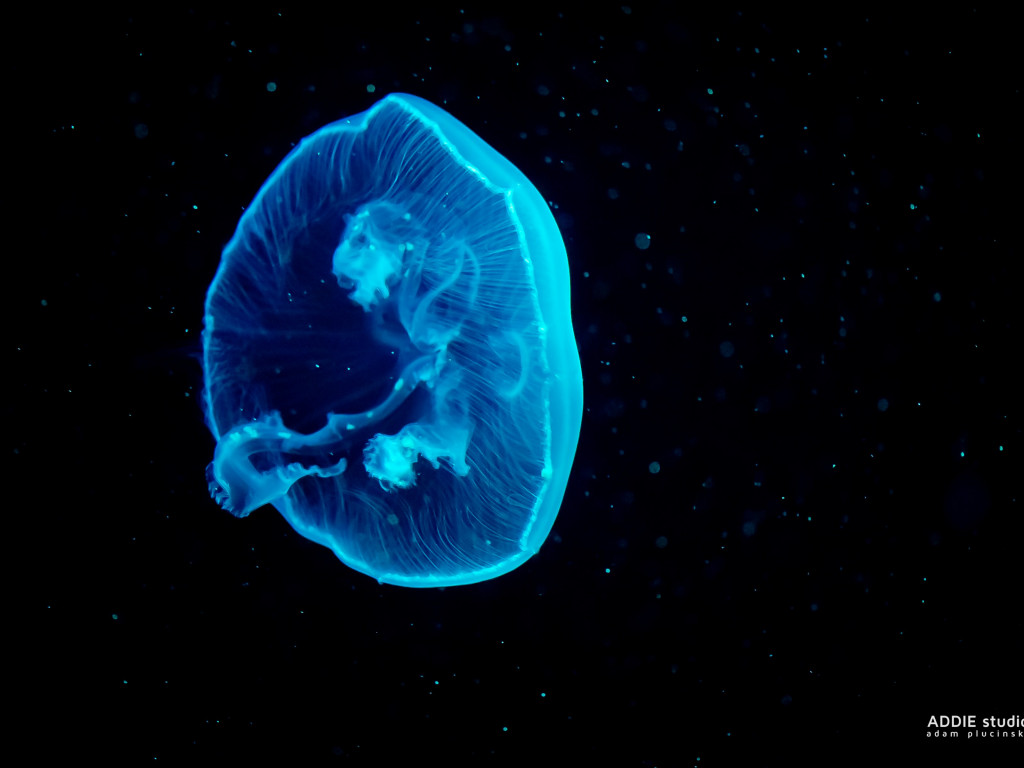 Blue jellyfish wallpaper 1024x768