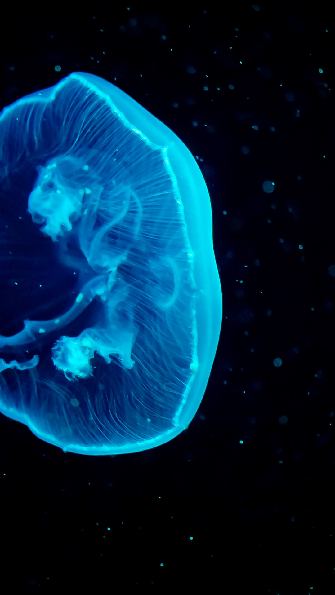 Blue jellyfish wallpaper 1080x1920