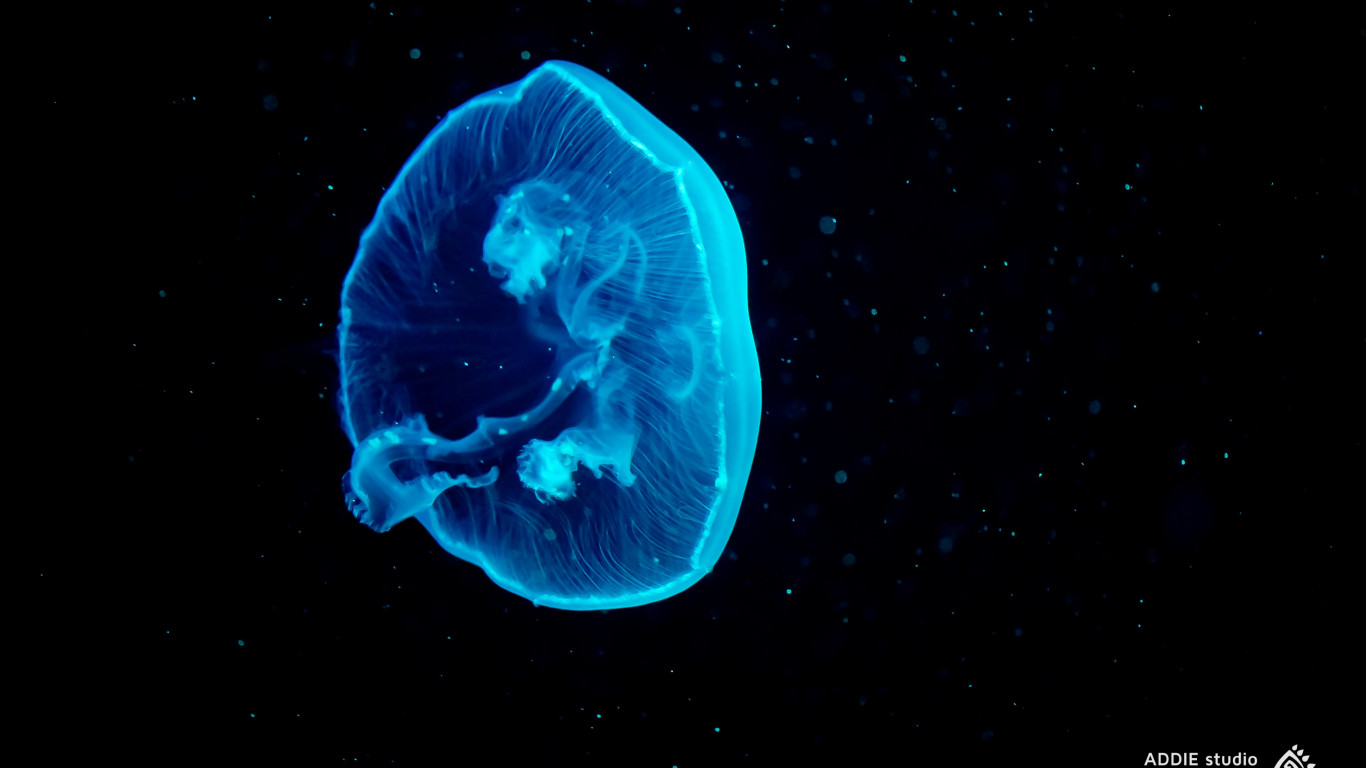 Blue jellyfish wallpaper 1366x768