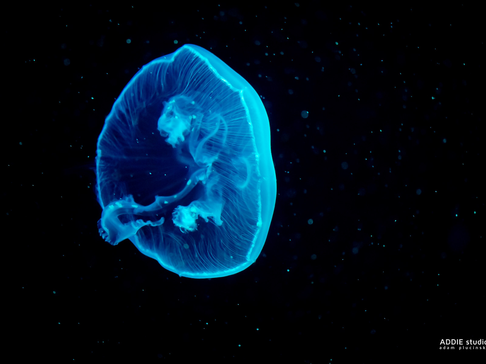 Blue jellyfish wallpaper 1600x1200
