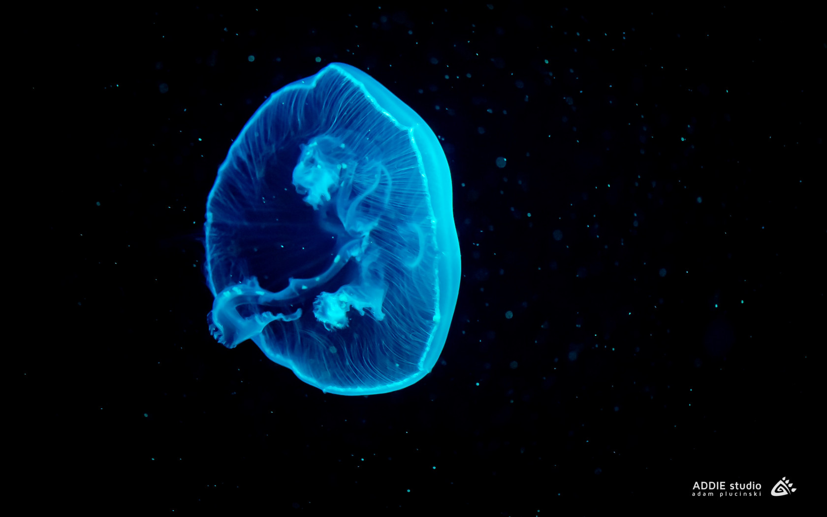 Blue jellyfish wallpaper 1680x1050