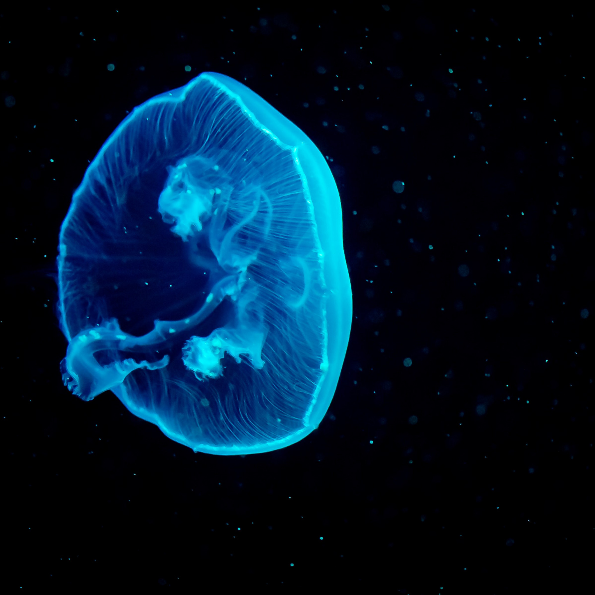 Blue jellyfish wallpaper 2048x2048