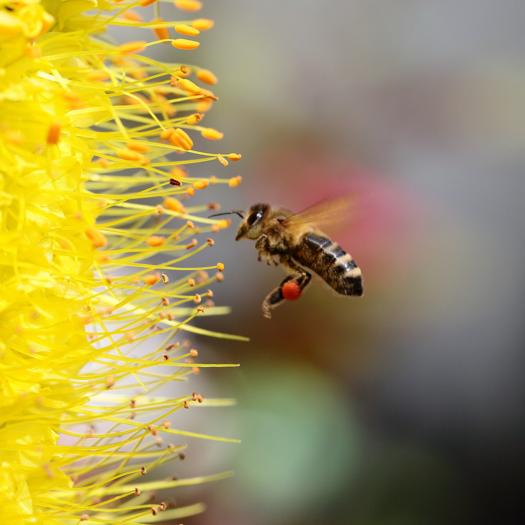 Bee collecting pollen for honey wallpaper 1024x1024