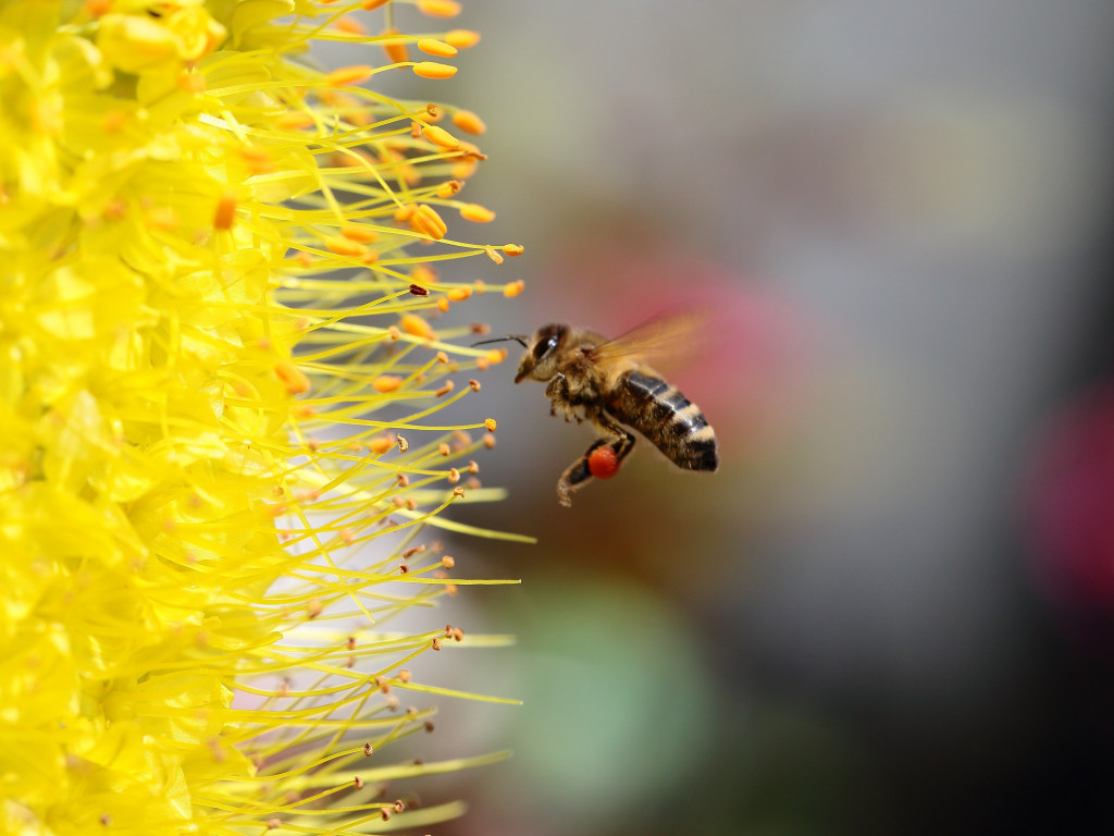 Bee collecting pollen for honey wallpaper 1024x768
