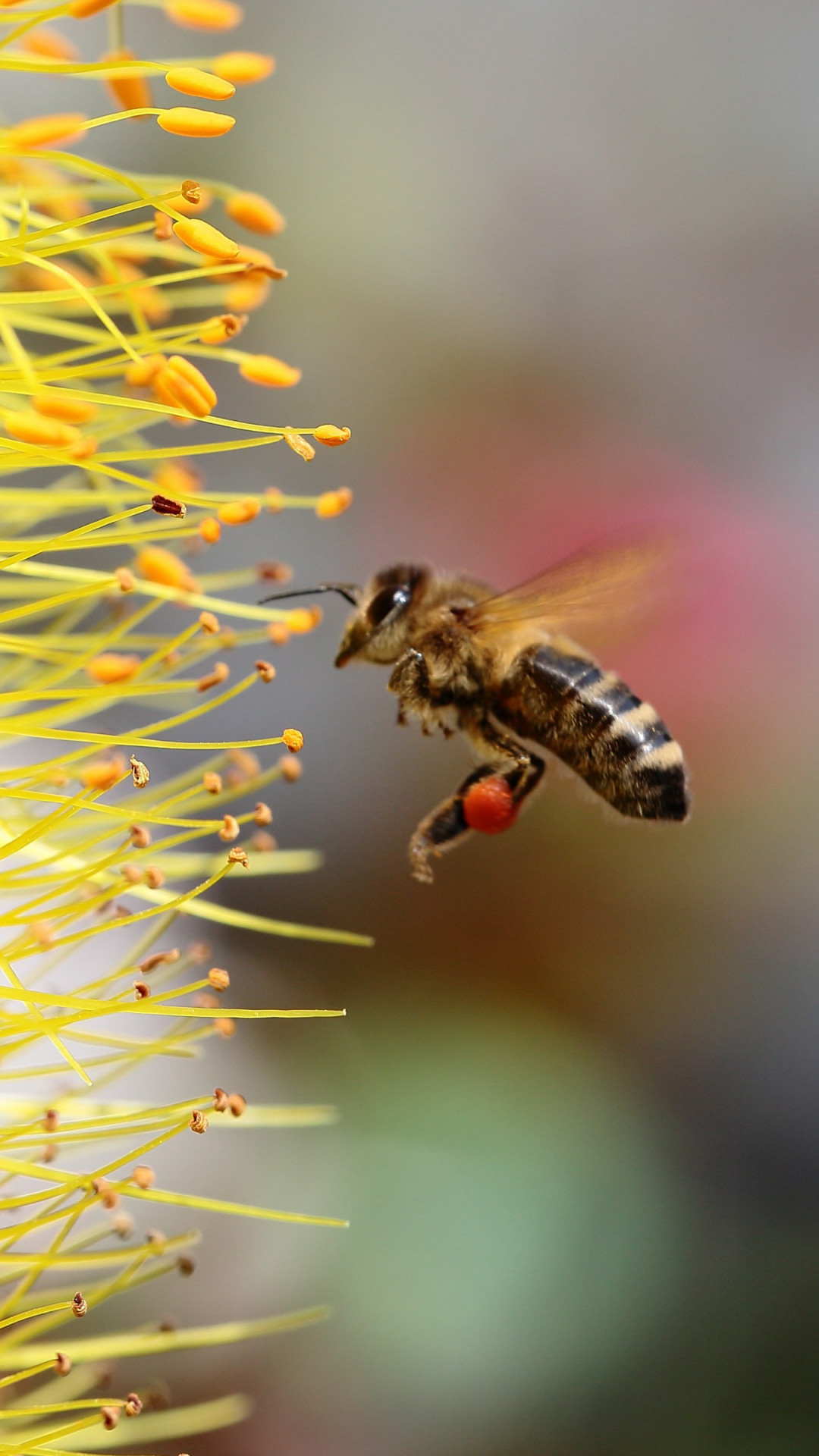 Bee collecting pollen for honey wallpaper 1080x1920