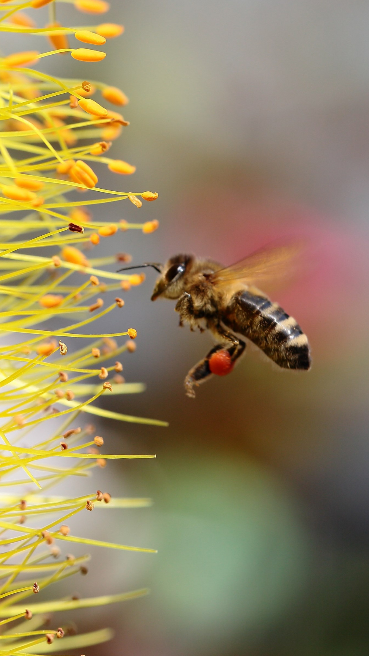 Bee collecting pollen for honey wallpaper 1242x2208