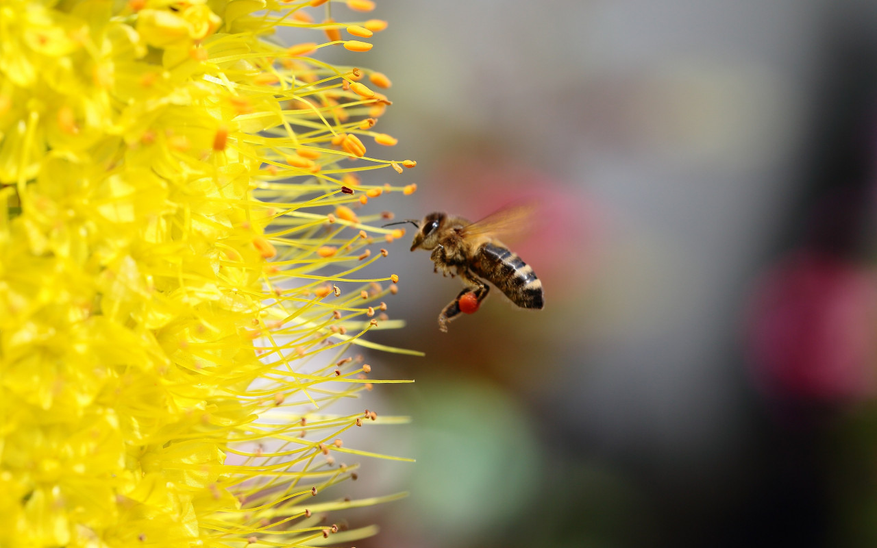 Bee collecting pollen for honey wallpaper 1280x800