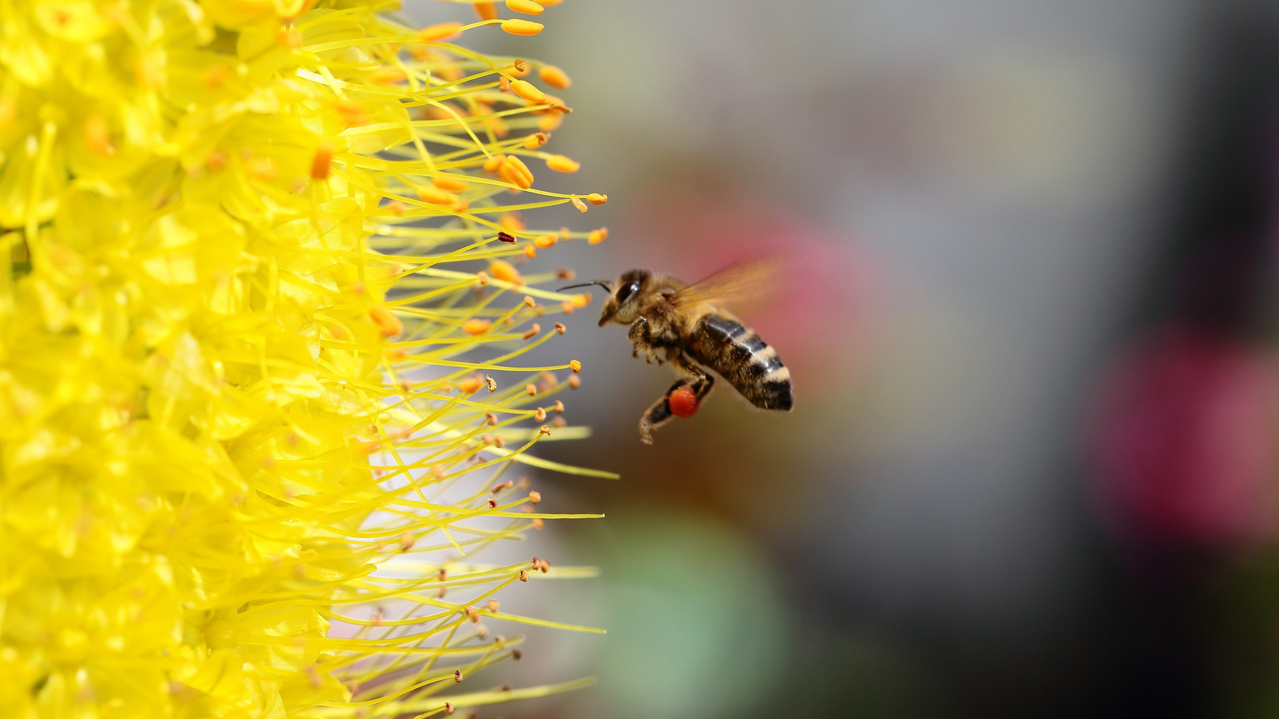 Bee collecting pollen for honey wallpaper 2560x1440