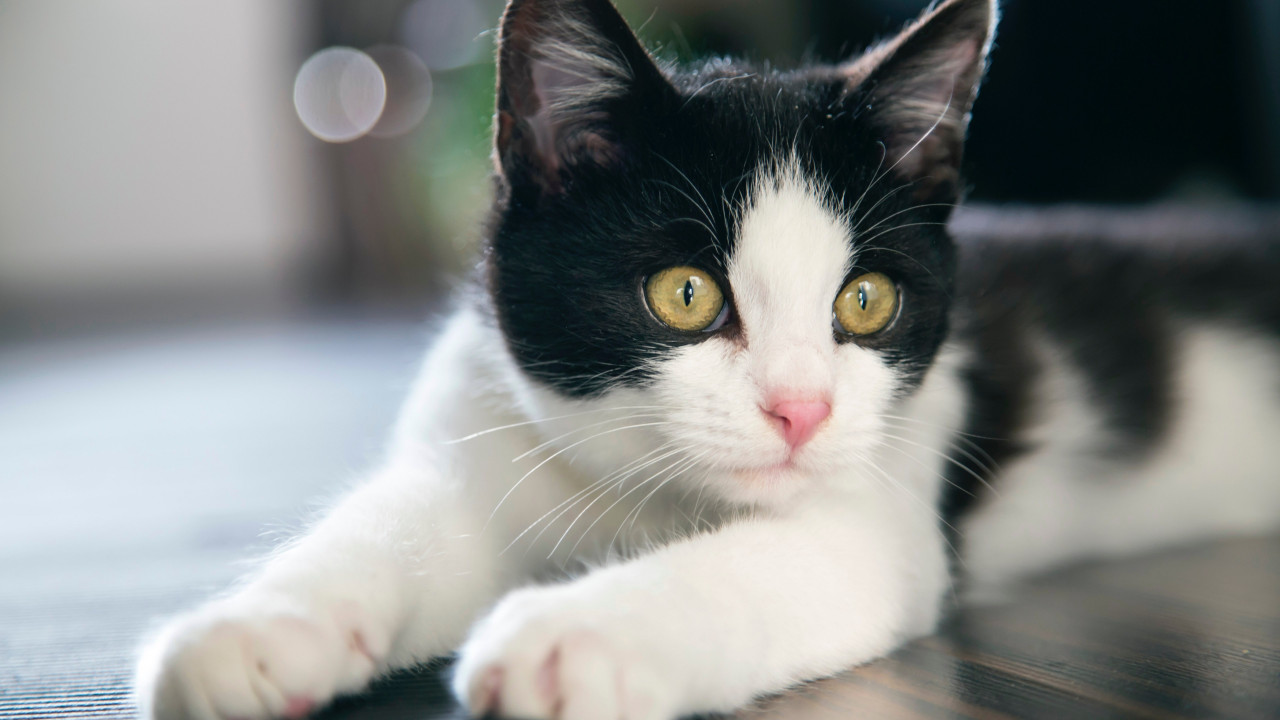 Black and white cat wallpaper 1280x720
