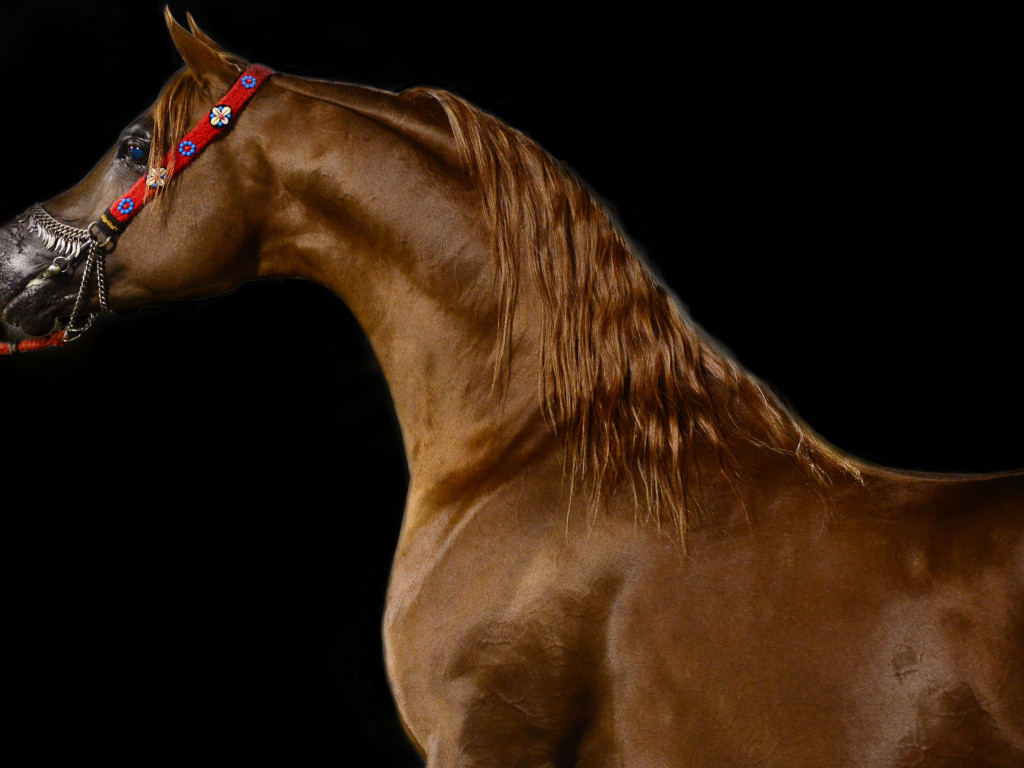 Arabian horse wallpaper 1024x768