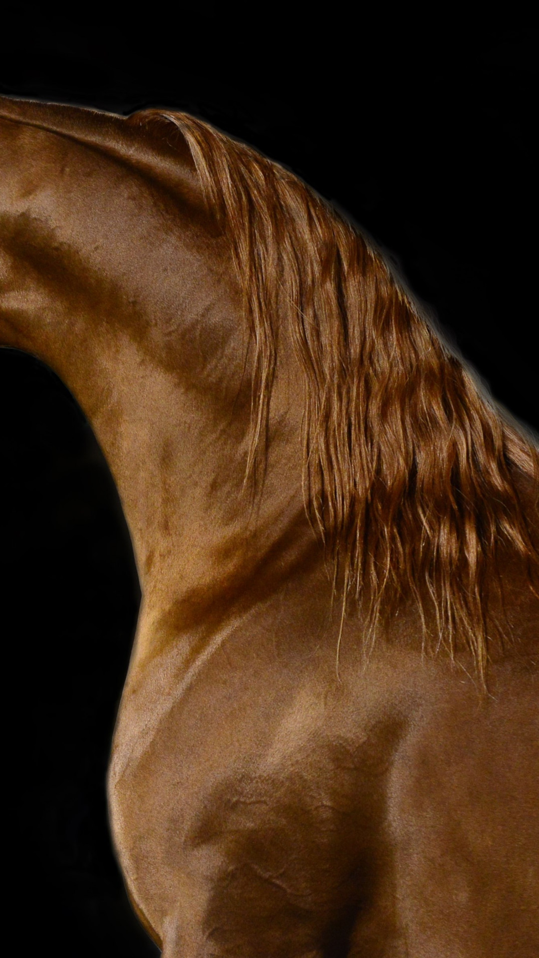 Arabian horse wallpaper 1080x1920
