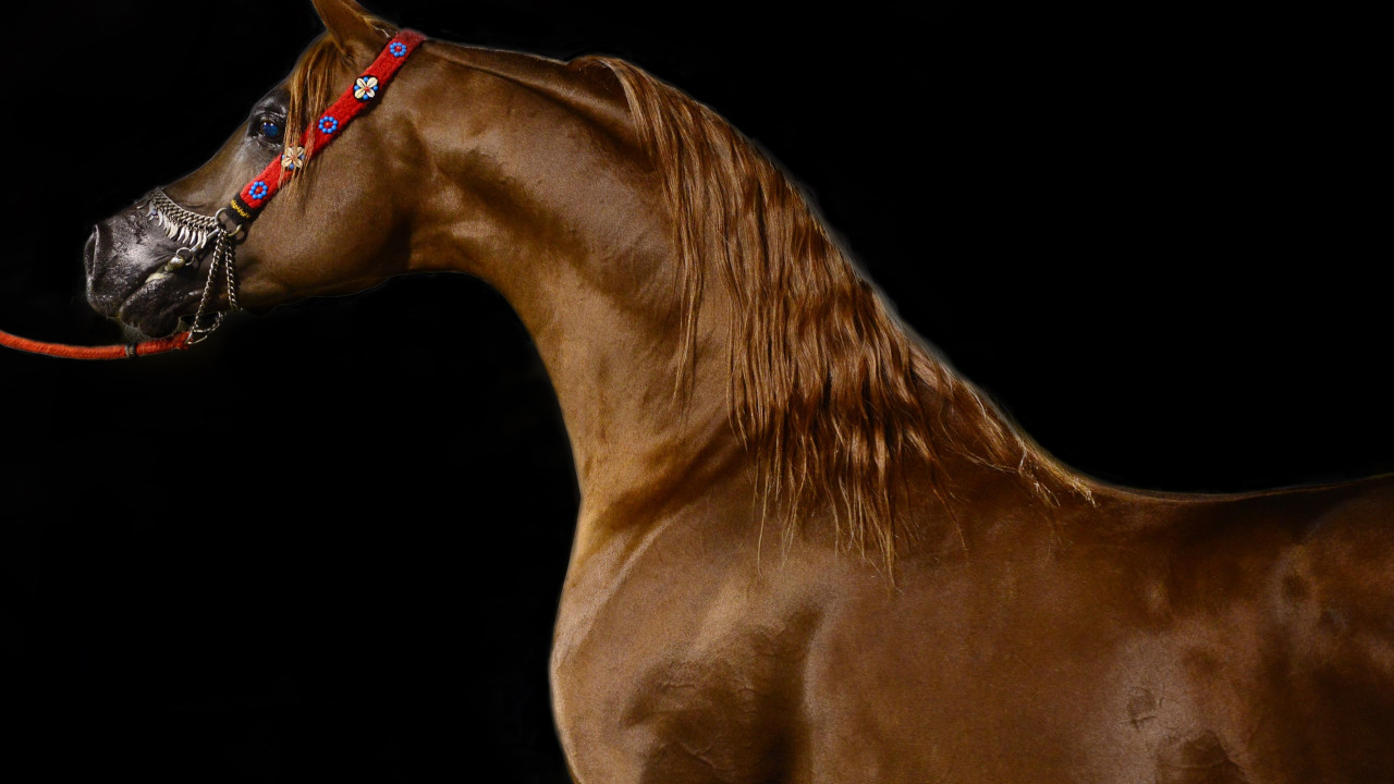 Arabian horse wallpaper 1280x720
