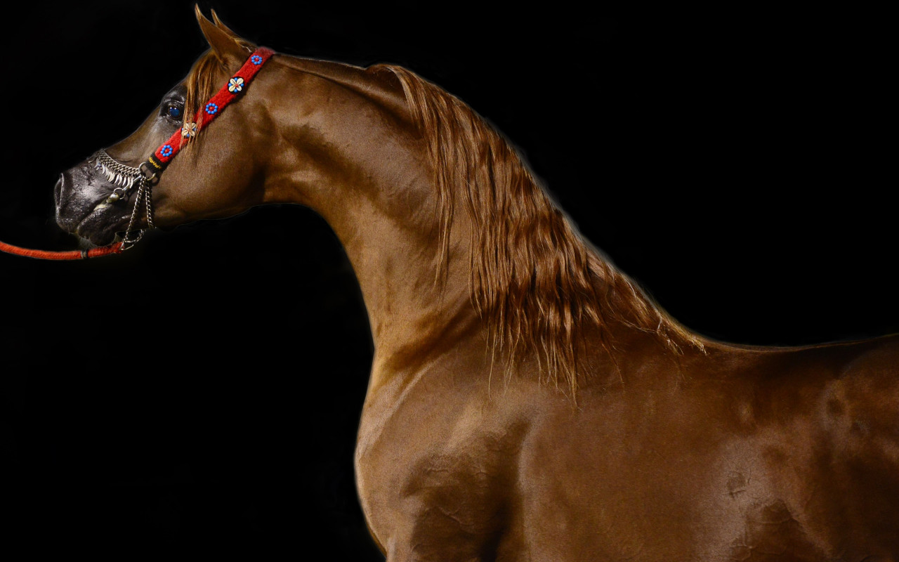 Arabian horse wallpaper 1280x800