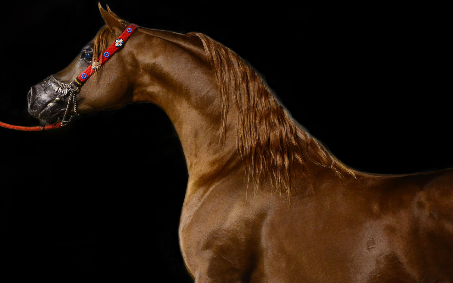 Arabian horse wallpaper 1440x900