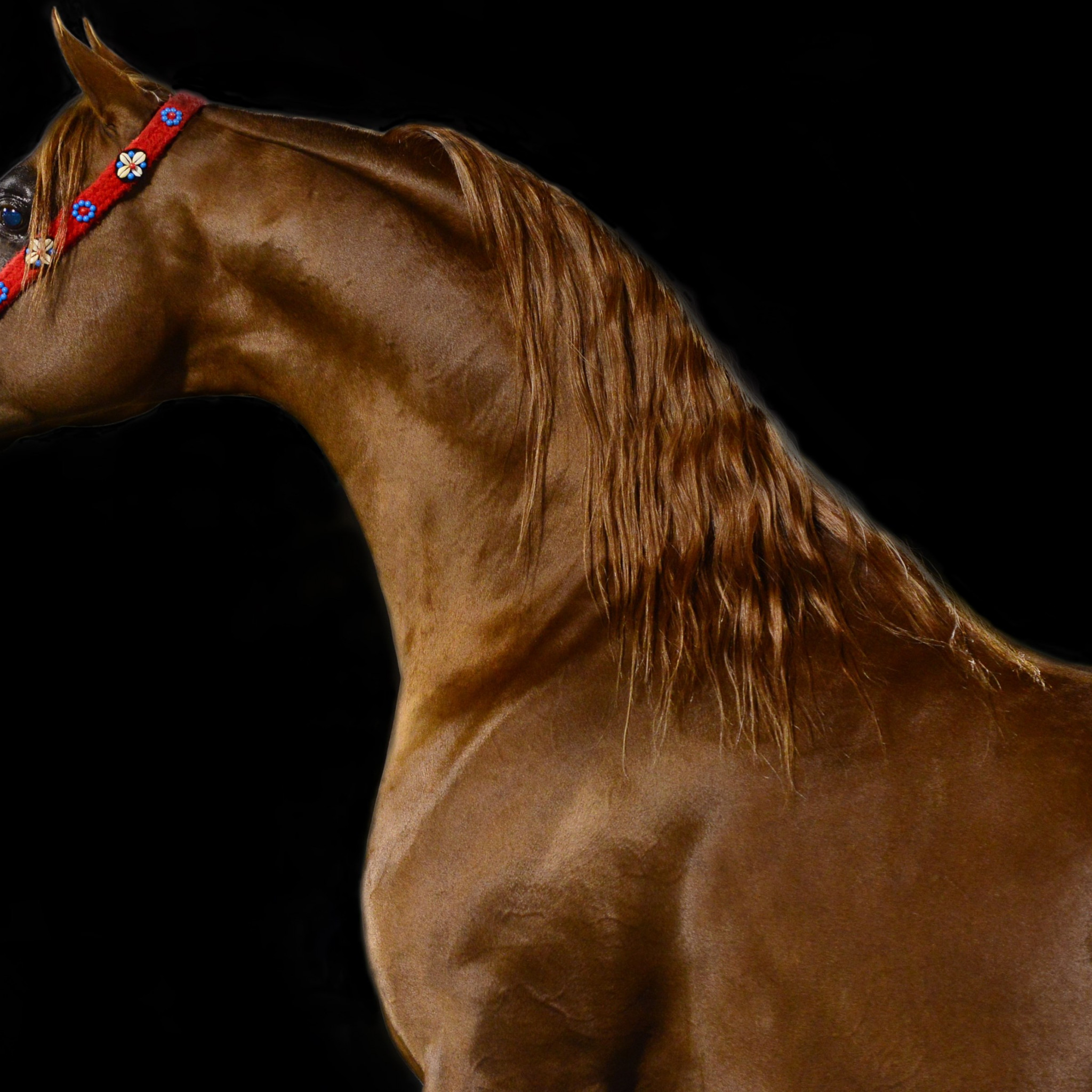 Arabian horse wallpaper 2048x2048