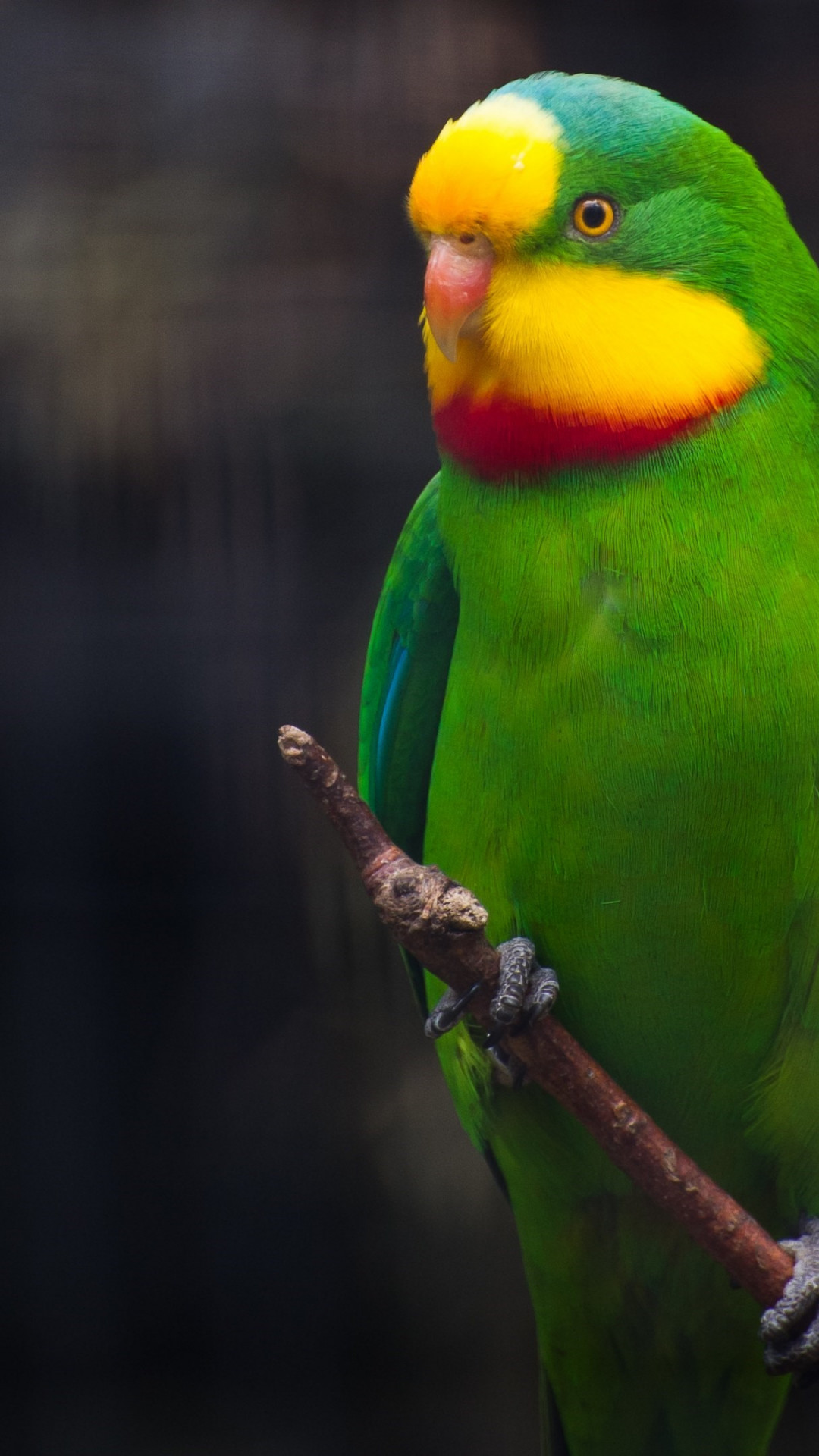 Cute little green parrot wallpaper 1080x1920