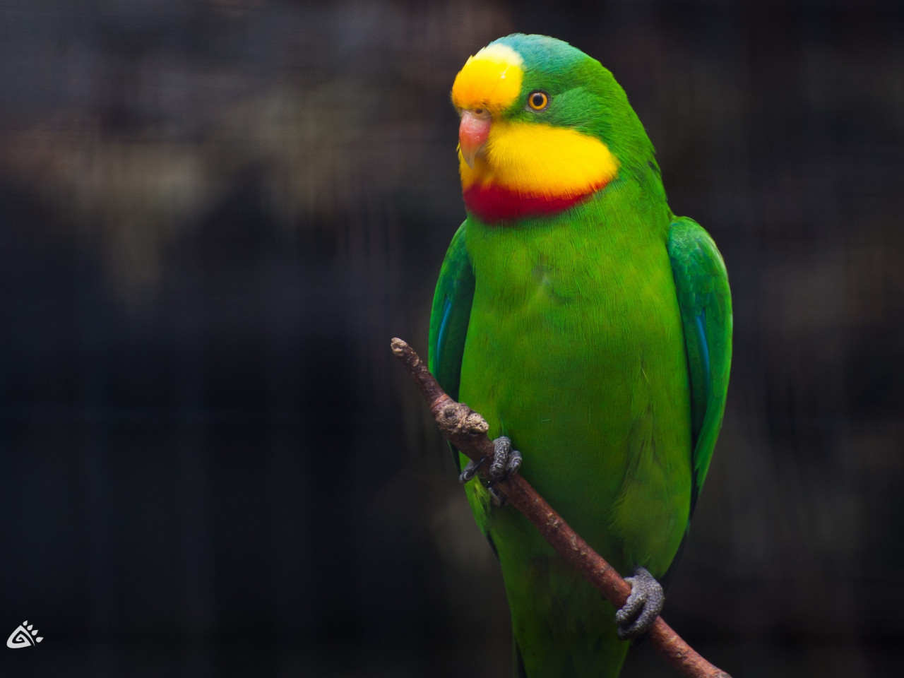 Cute little green parrot wallpaper 1280x960