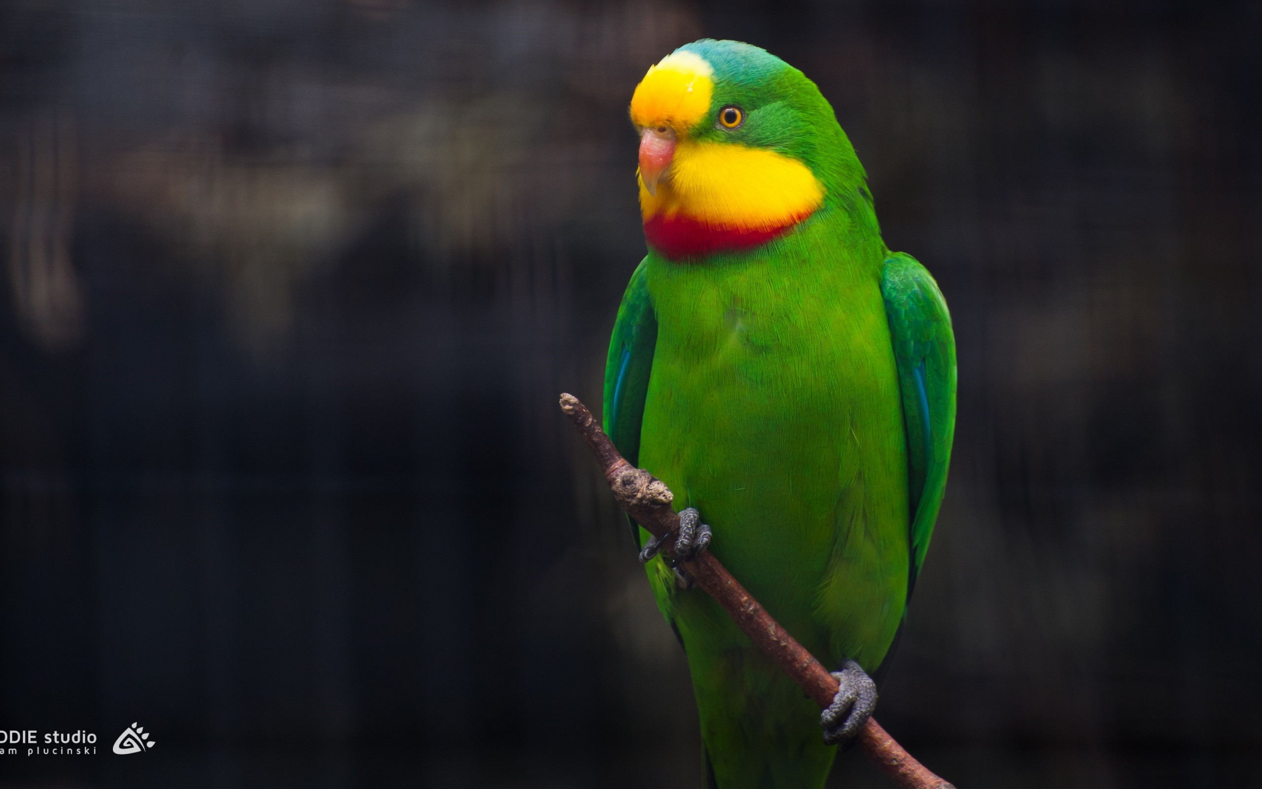 Cute little green parrot wallpaper 2560x1600