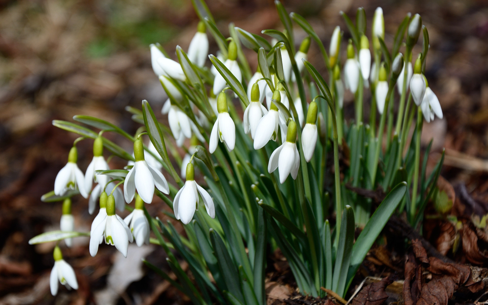 Download Wallpaper: Gorgeous Snowdrops 1680x1050