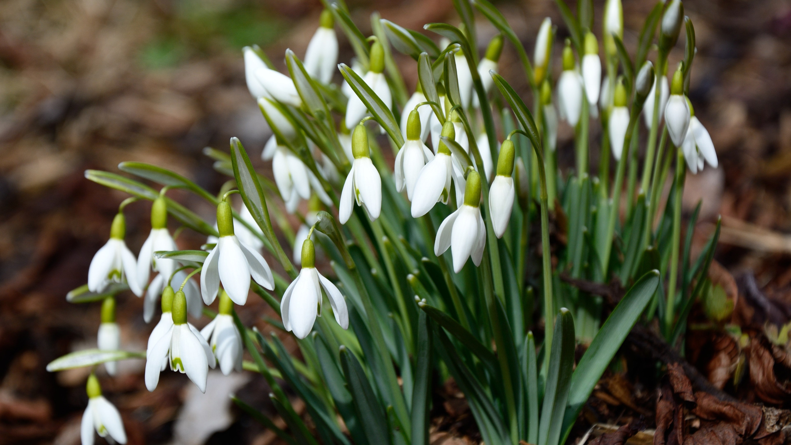 Gorgeous snowdrops wallpaper 2560x1440