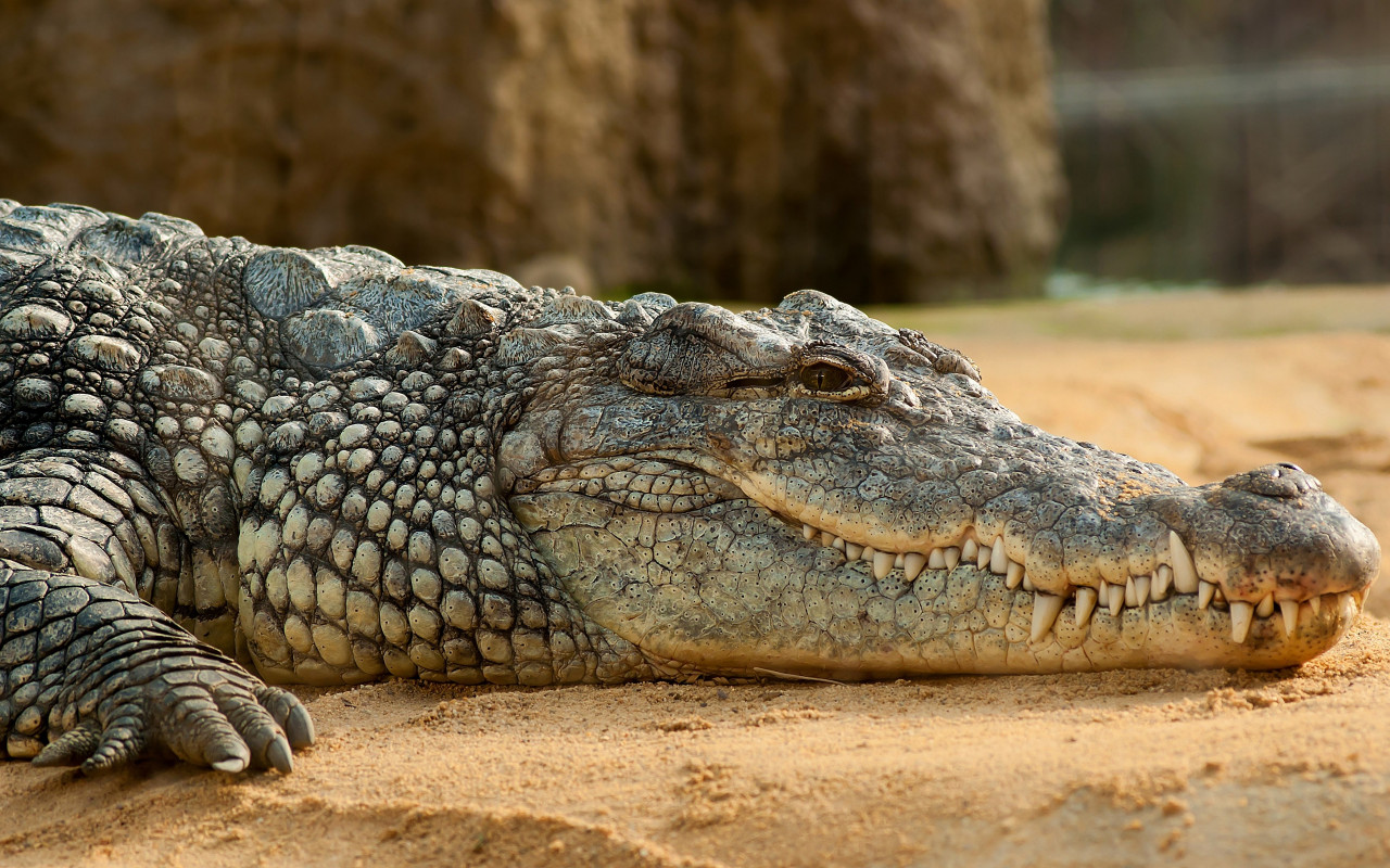 Nile crocodile wallpaper 1280x800