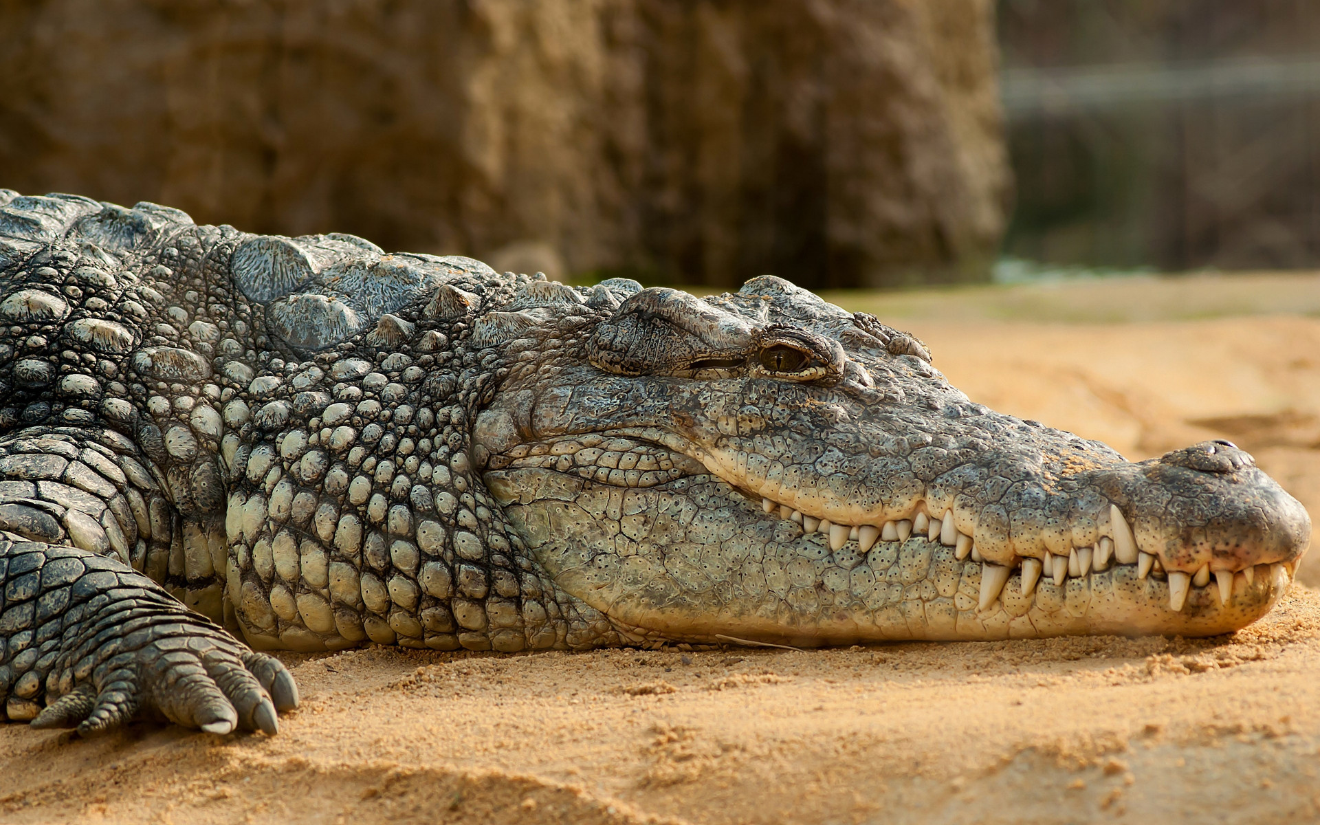 Nile crocodile wallpaper 1920x1200