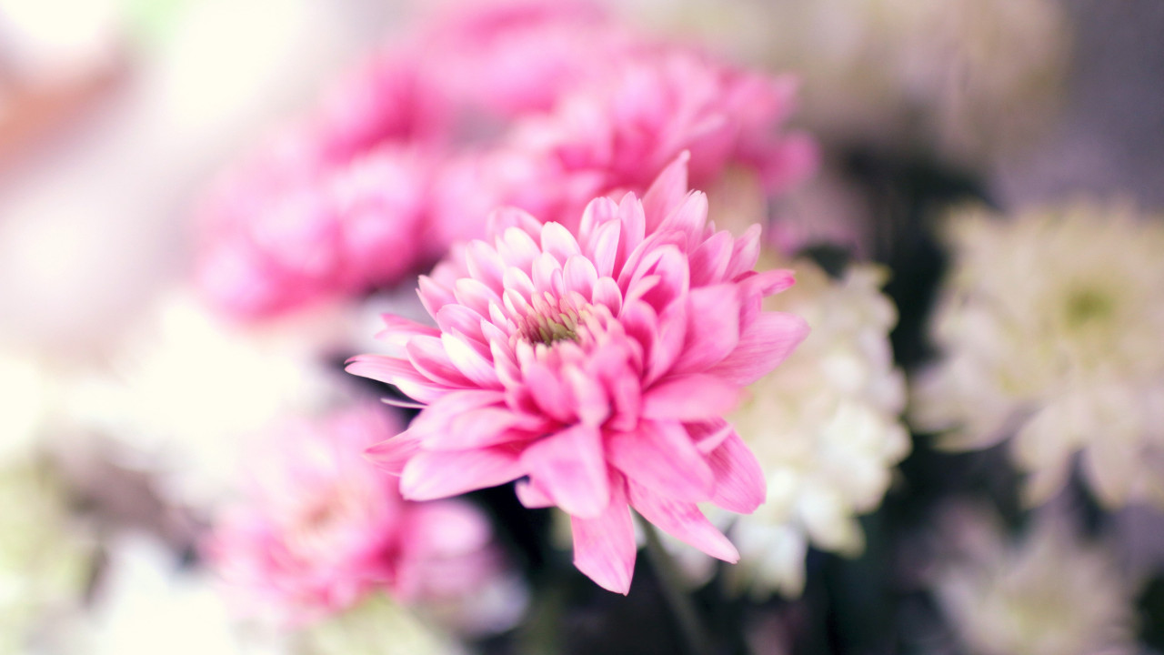 Pink and white flowers wallpaper 1280x720
