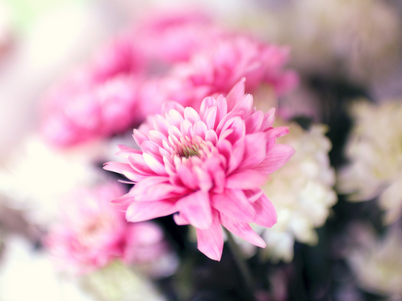 Pink and white flowers wallpaper 1280x960