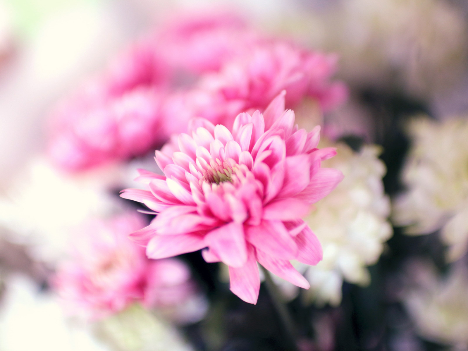 Pink and white flowers wallpaper 1600x1200