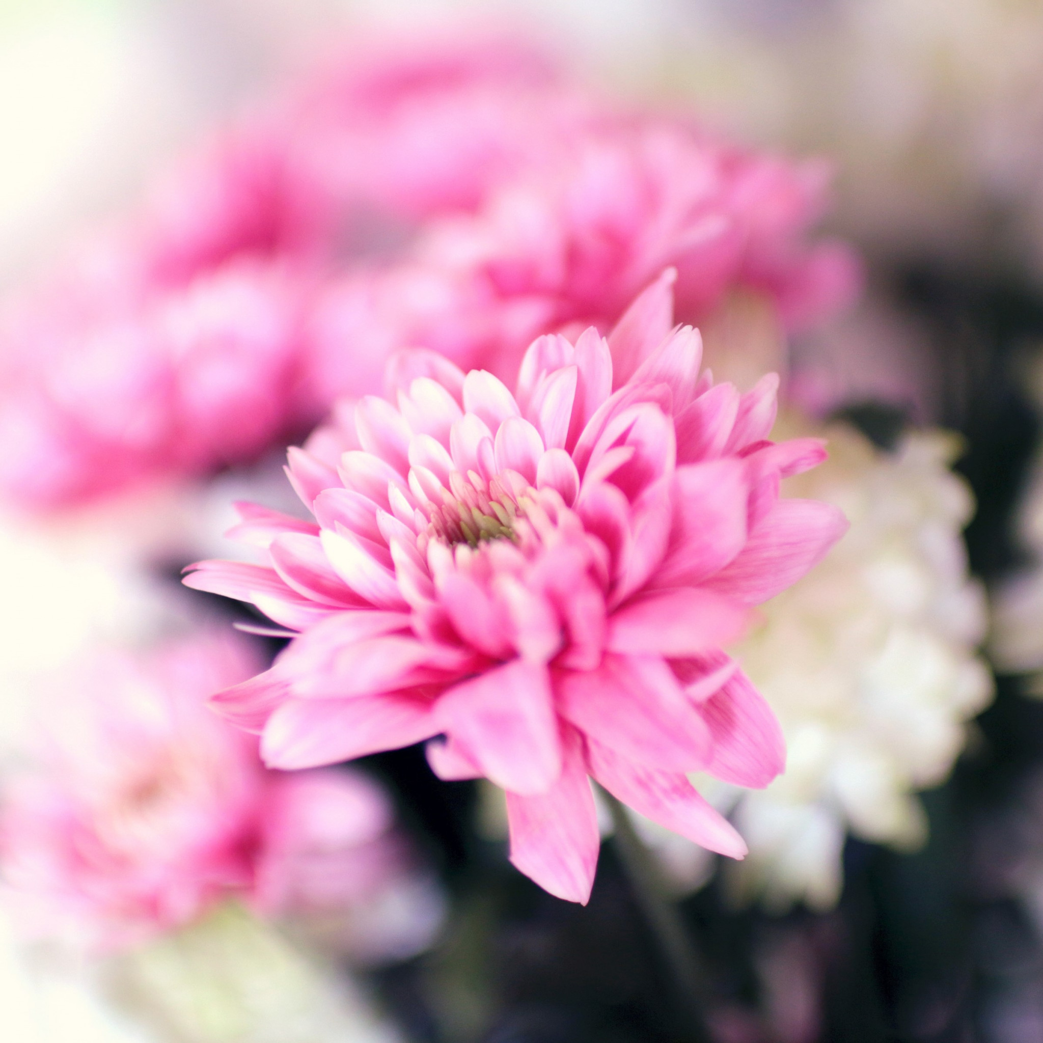 Pink and white flowers wallpaper 2048x2048