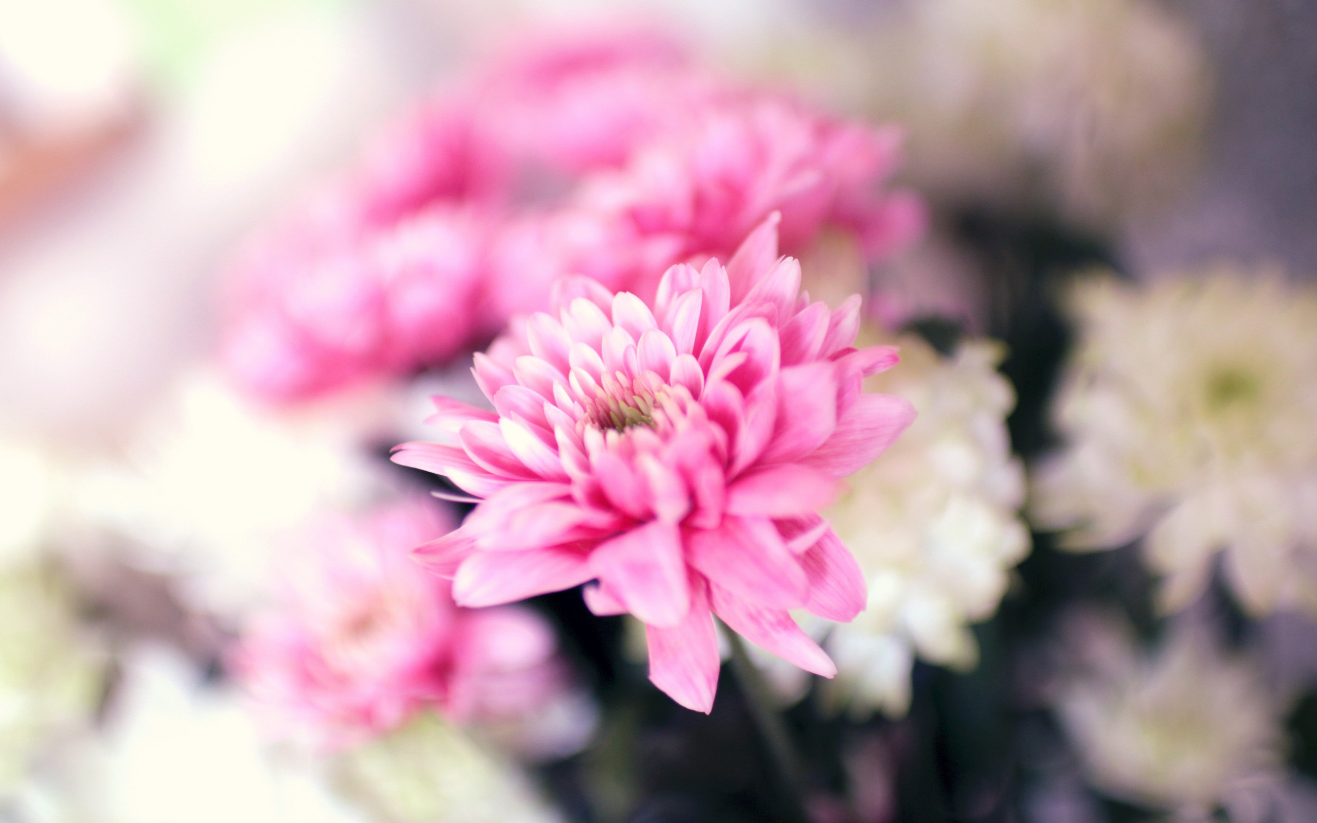 Pink and white flowers wallpaper 2560x1600