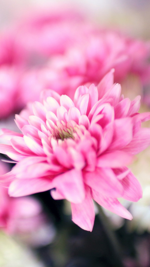 Pink and white flowers wallpaper 480x854