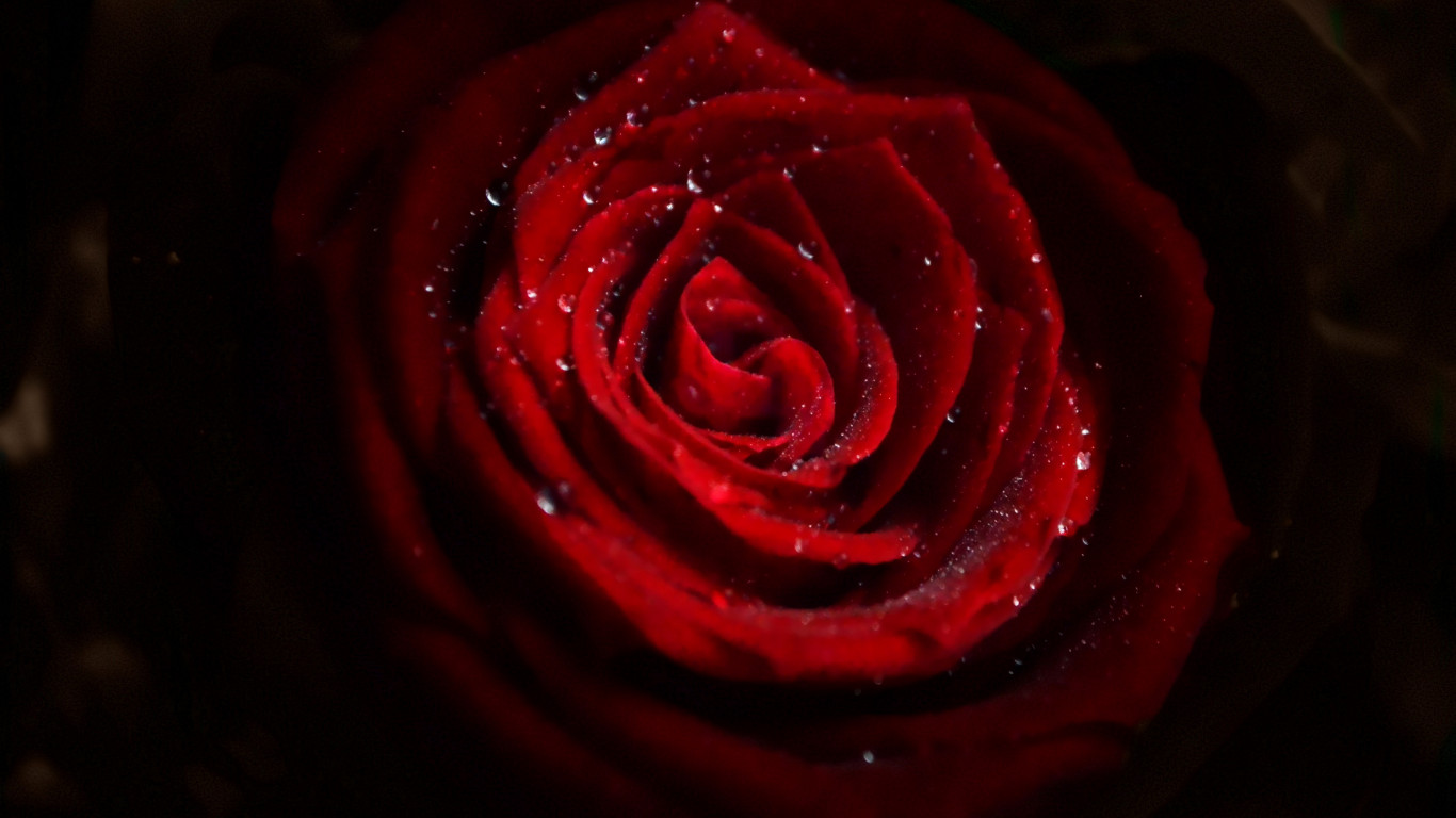 Water drops on red rose wallpaper 1366x768