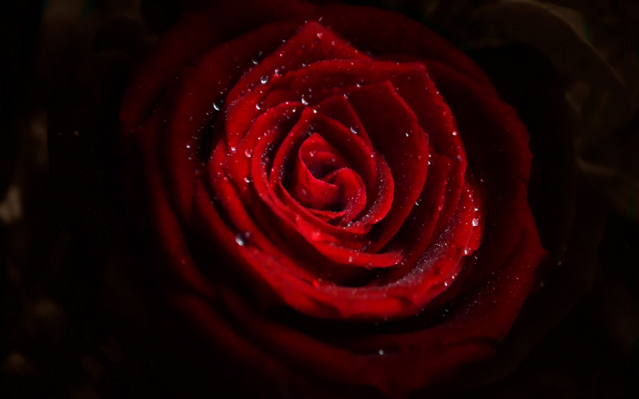 Water drops on red rose wallpaper 2560x1600