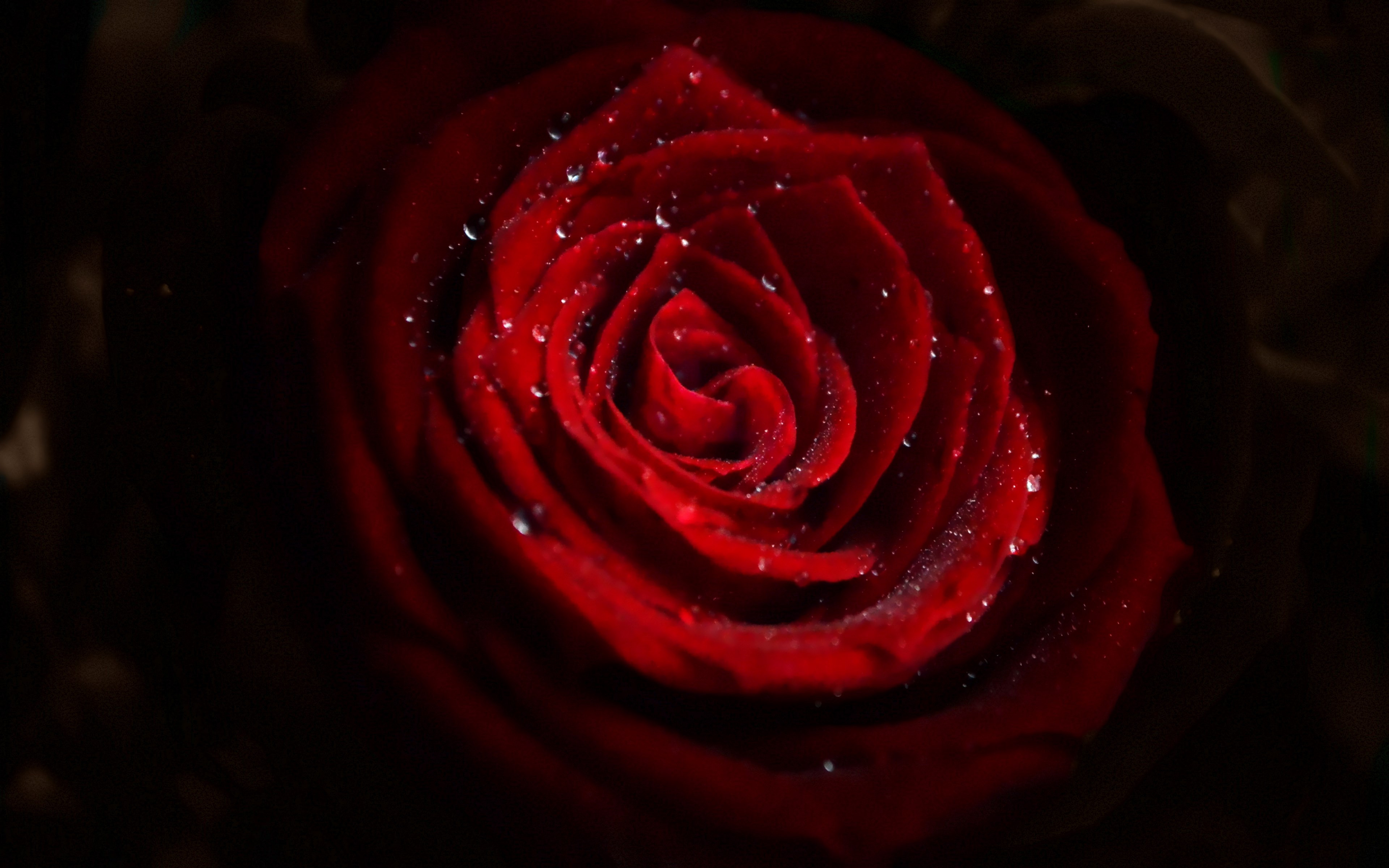 Water drops on red rose wallpaper 3840x2400
