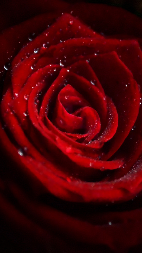 Water drops on red rose wallpaper 480x854