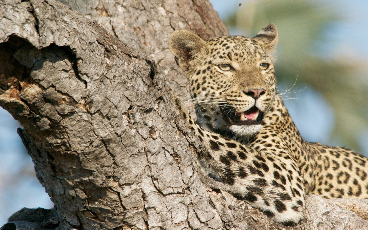 Wild leopard from tree wallpaper 1280x800