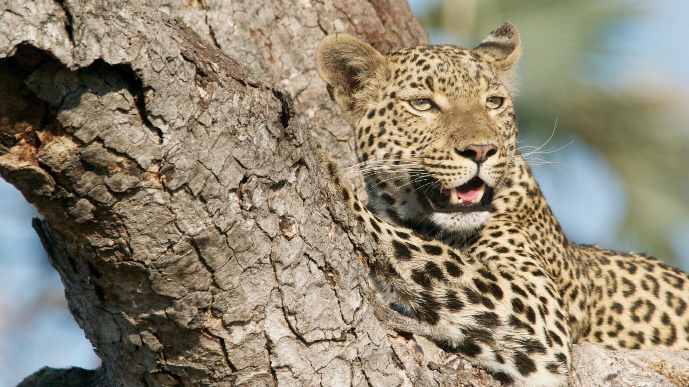 Wild leopard from tree wallpaper 1366x768