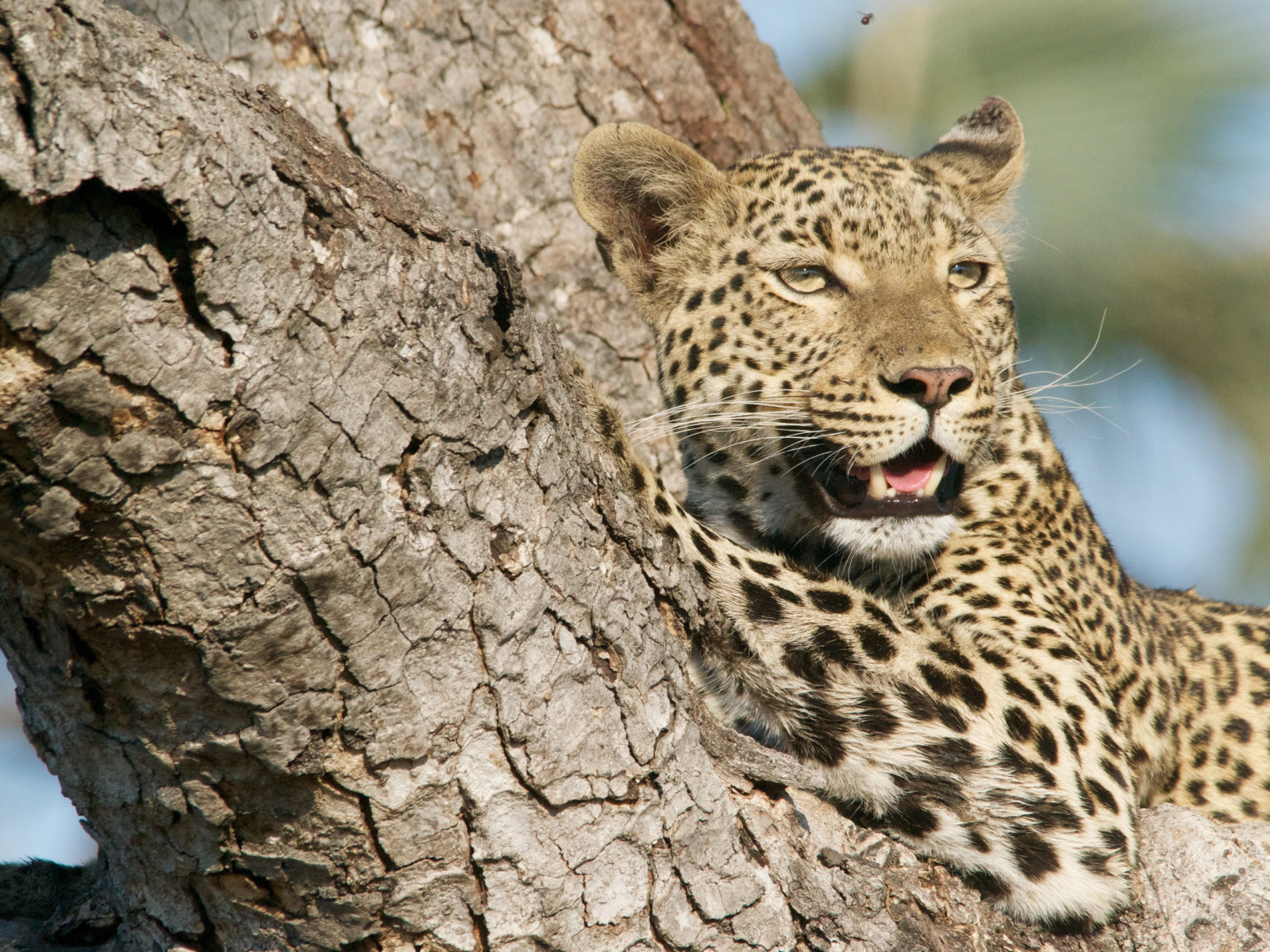 Wild leopard from tree wallpaper 1600x1200
