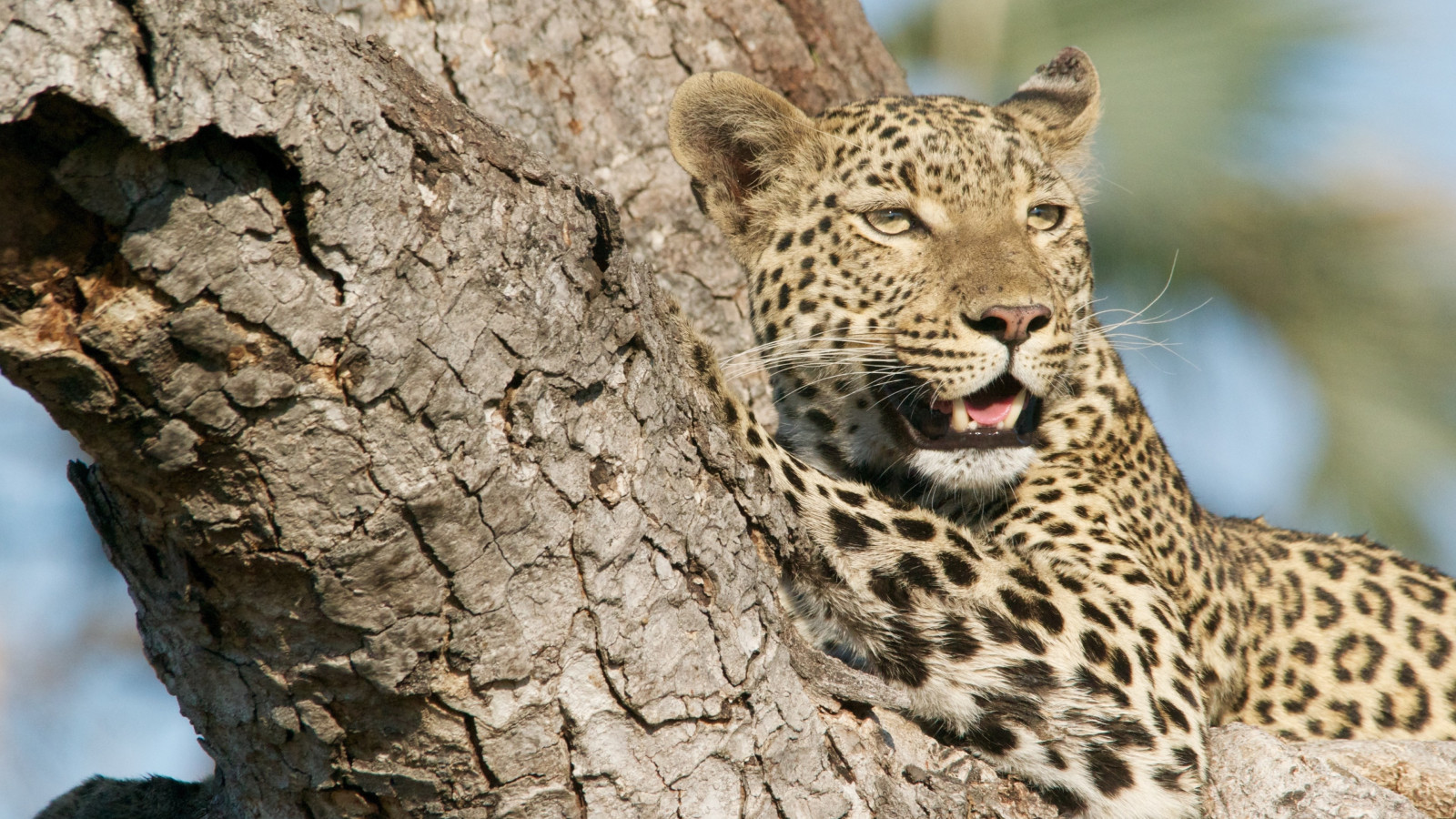 Wild leopard from tree wallpaper 1600x900