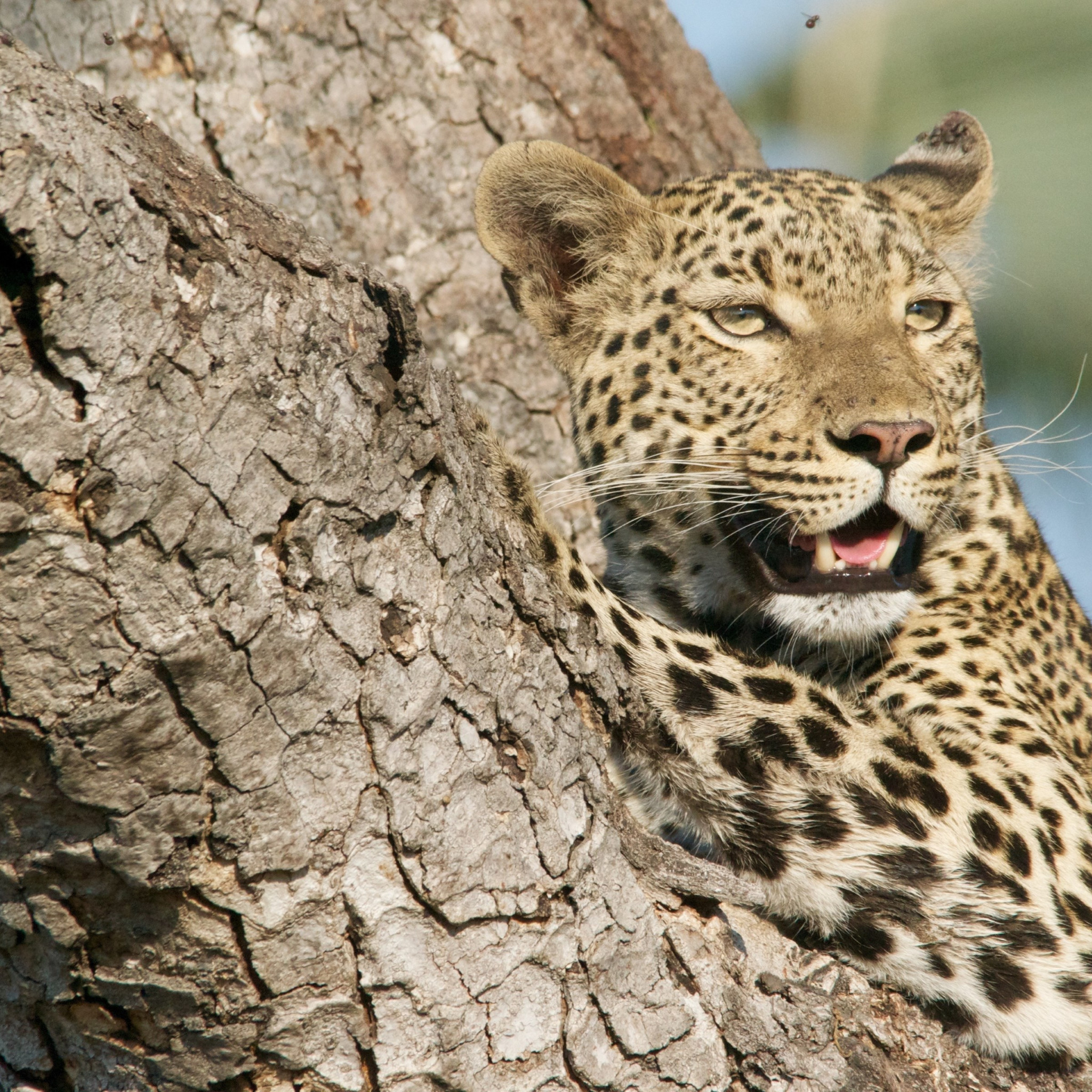 Wild leopard from tree wallpaper 2048x2048
