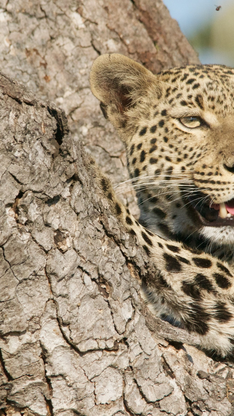 Wild leopard from tree wallpaper 750x1334