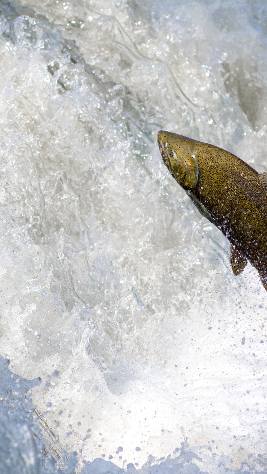 Salmon jumping over waterfall wallpaper 1080x1920