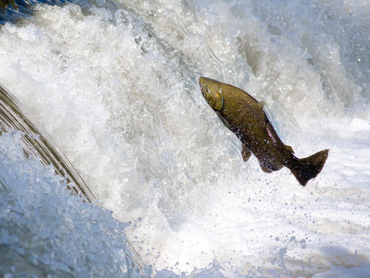 Salmon jumping over waterfall wallpaper 1280x960